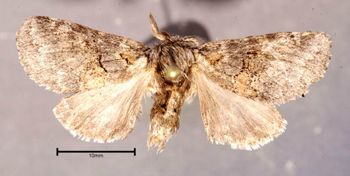 Media type: image;   Entomology 622631 Aspect: habitus dorsal view
